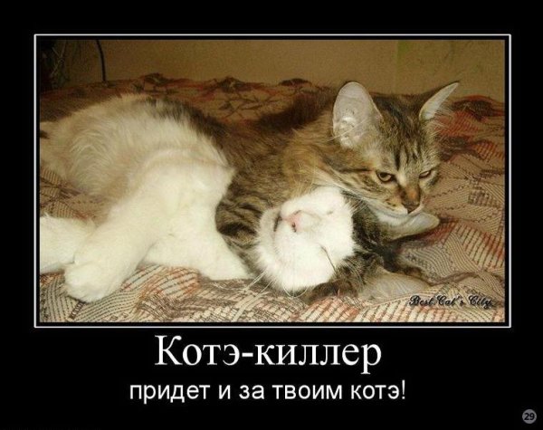 Демотиваторы с котами прикольные