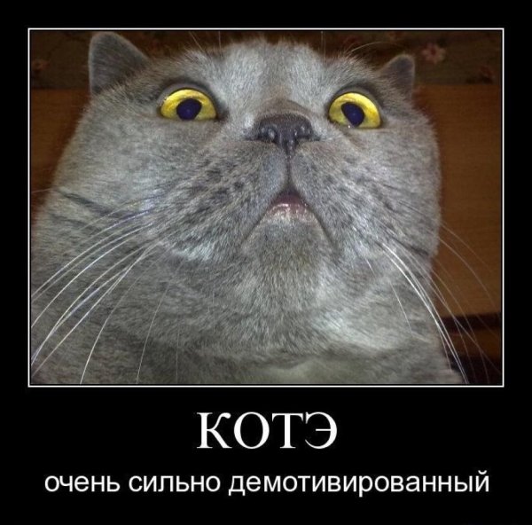 Котэ демотиваторы с надписями