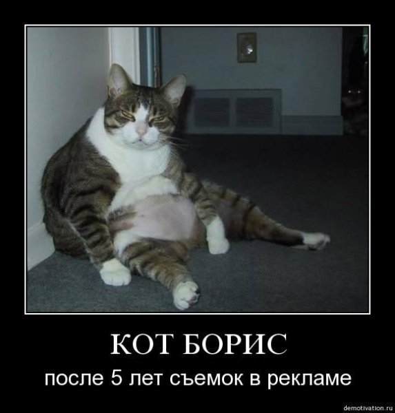 Демотиваторы с животными