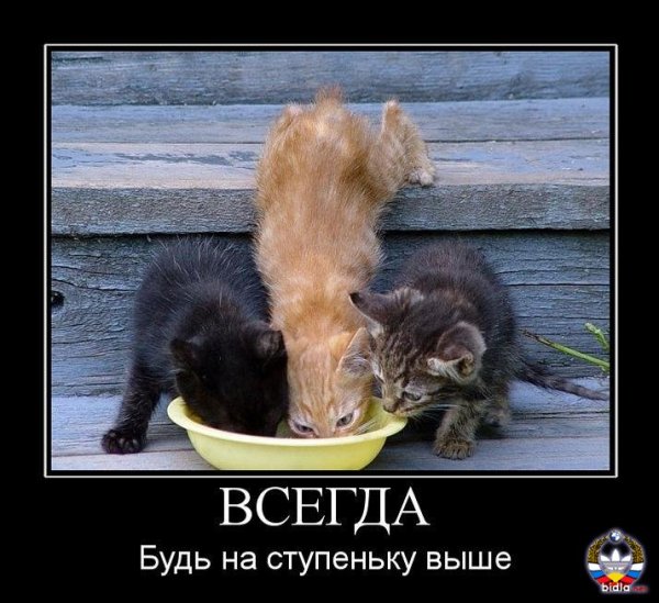Демотиваторы про котов