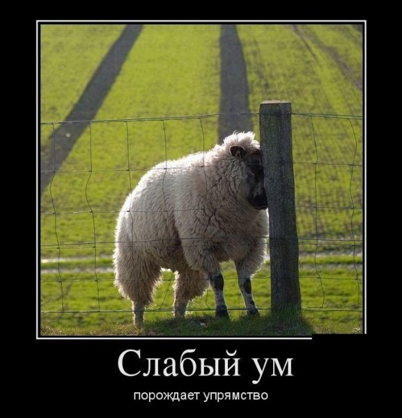 Овца демотиватор