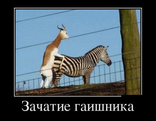 Фотоприколы и демотиваторы