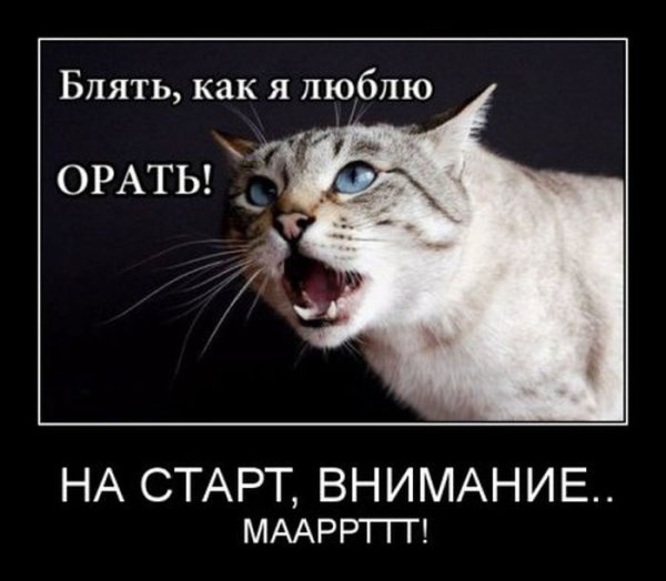 Мартовский кот демотиватор