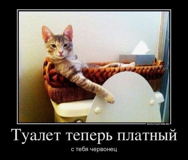 Проводник чаю прикольные