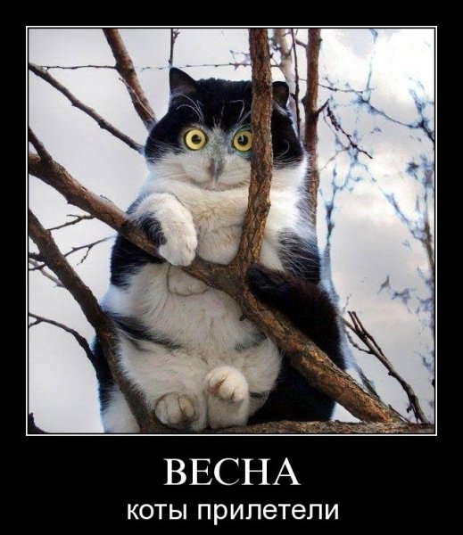 Весна идет коты