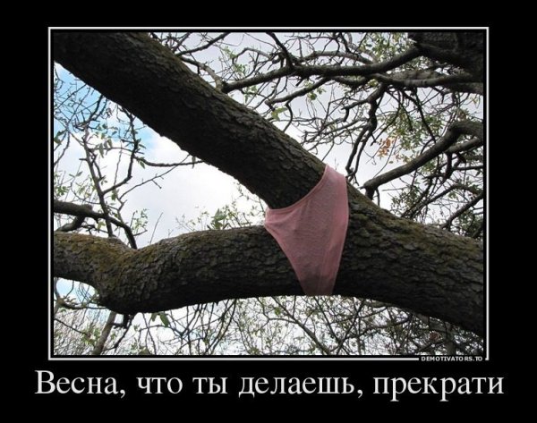 Дерево в трусах
