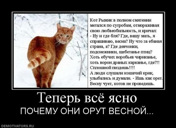 Приколы про котов и весну