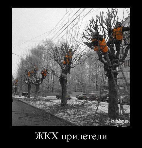 Снегири прилетели прикол
