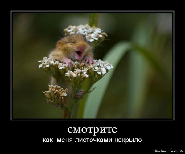 Отпусти меня чудо трава