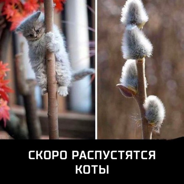 Весна коты распустились