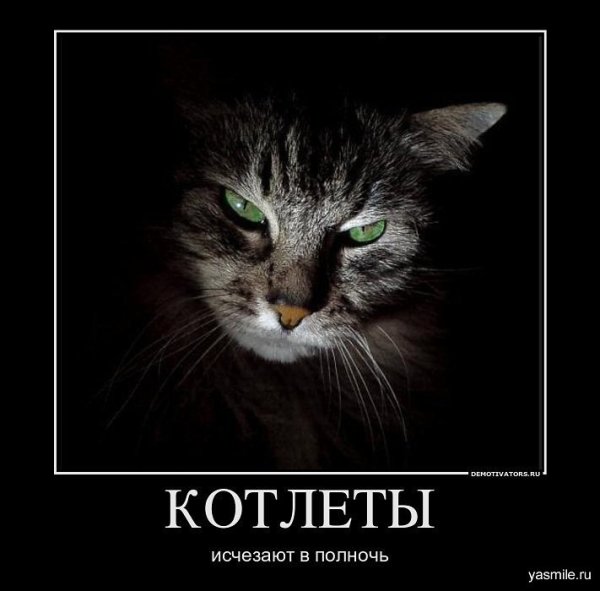 Кот демотиватор