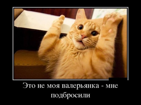Испуганный рыжий кот
