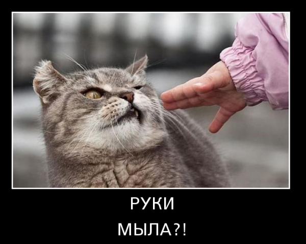 Демотиваторы про котов прикольные
