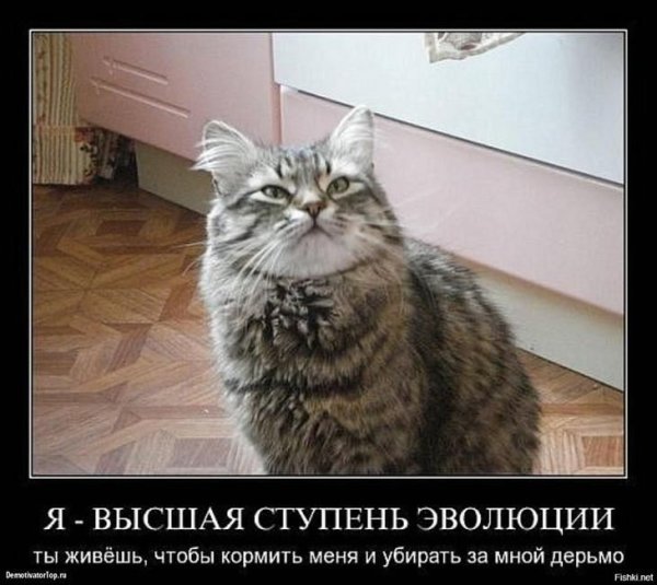 Кот демотиватор