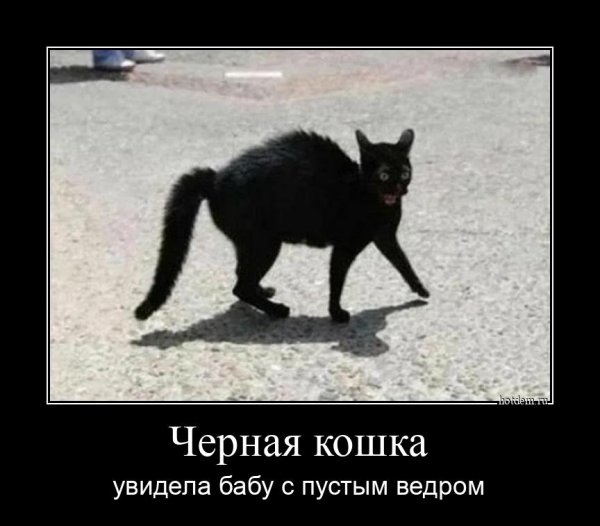 Демотиваторы черные кошки