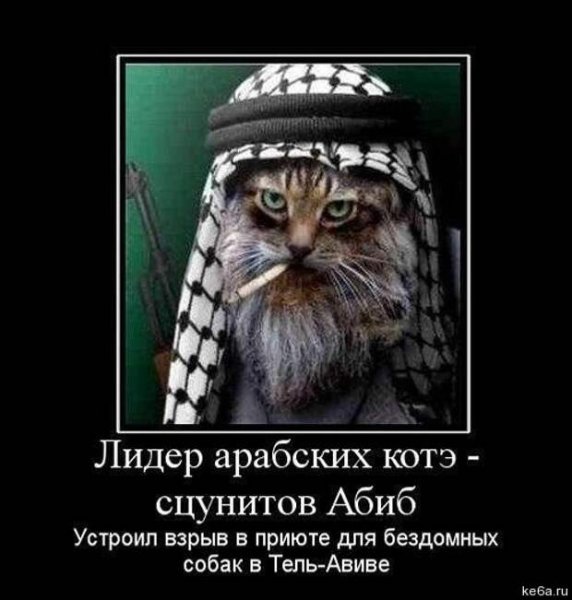 Лидер арабских котов сцунитов