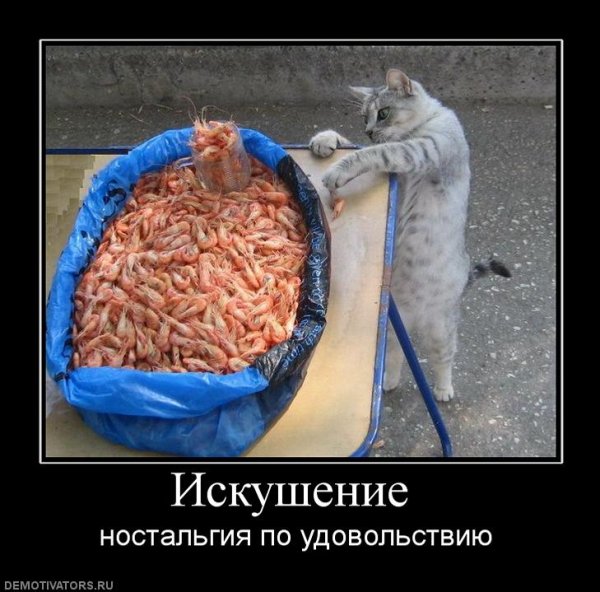 Радость демотиватор