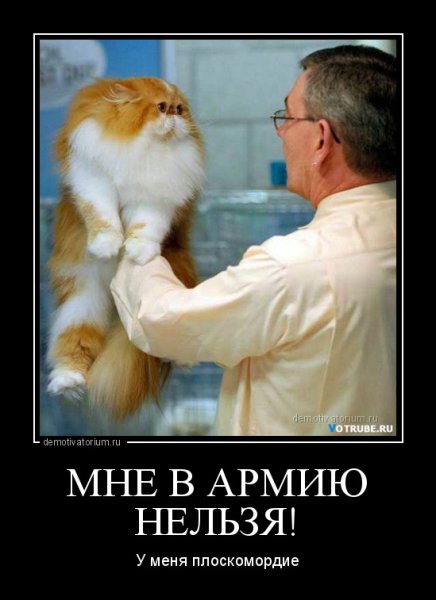 Демотиваторы слоны
