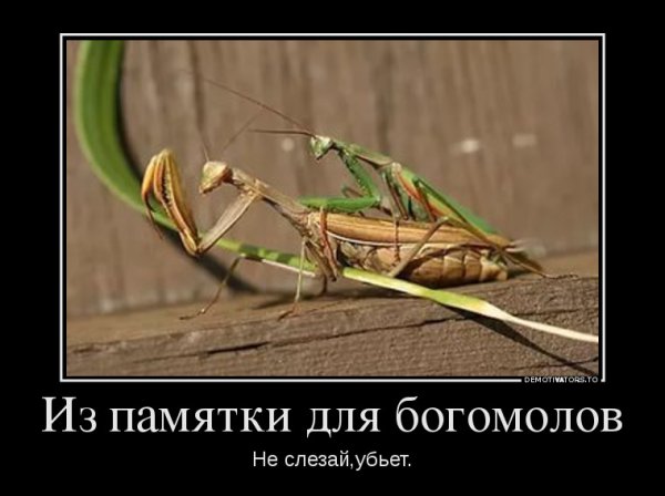 Богомол прикол