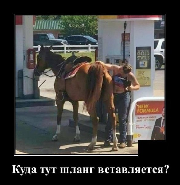 Смешные лошади с надписями