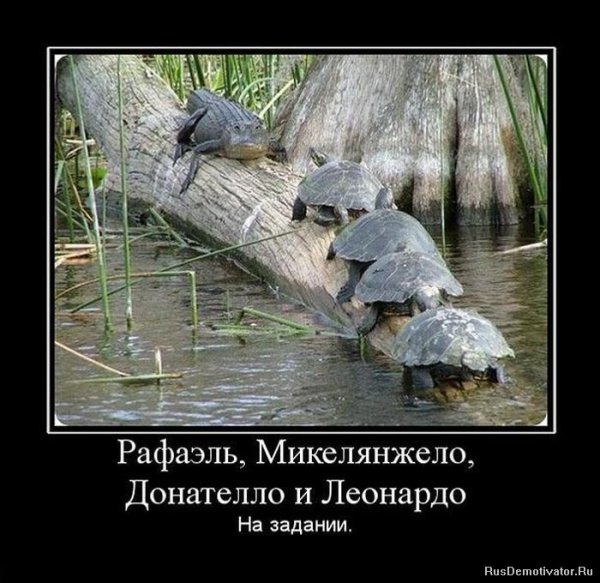 Черепаха демотиватор