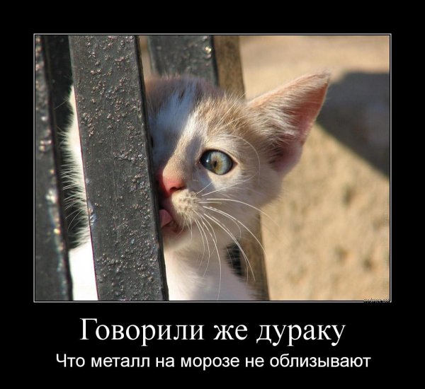 Демотиваторы животные смешные