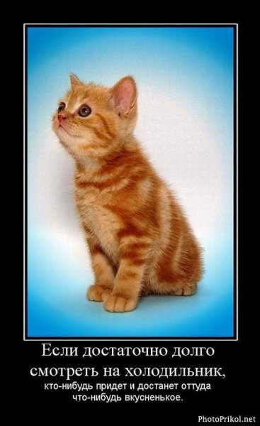 Демотиваторы с котами прикольные