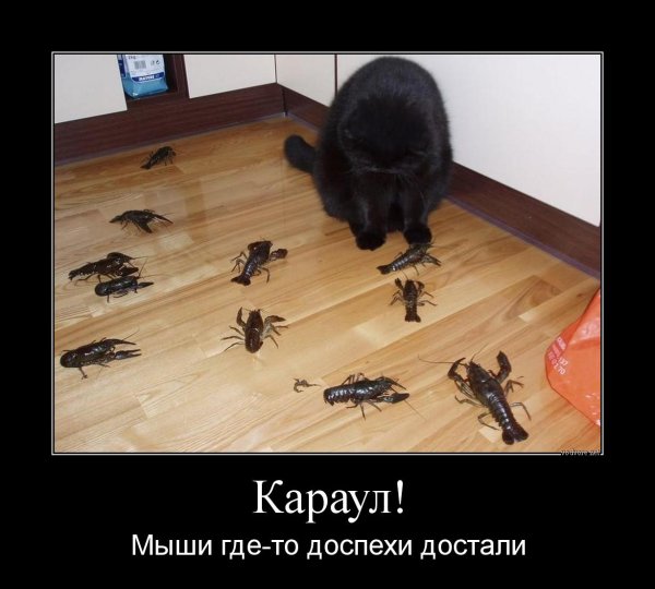 Мышь демотиватор