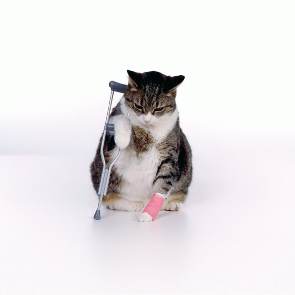 Котэ приколы