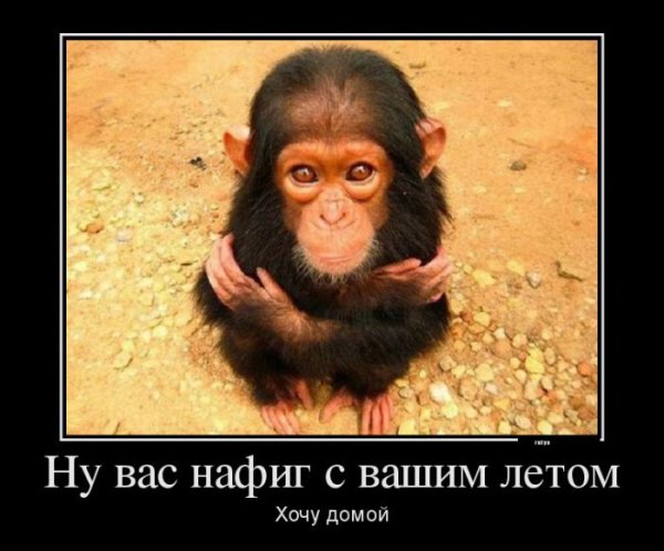 Демотиваторы смешные про животных