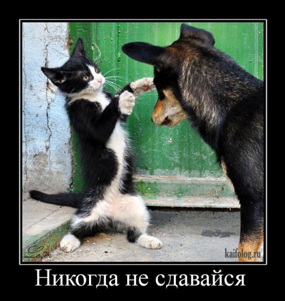 Демотиваторы с животными