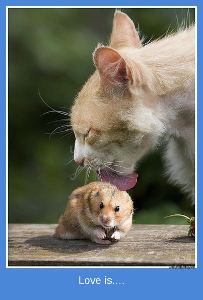 Демотиваторы животные