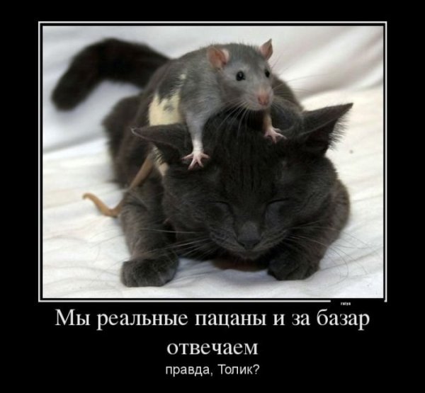 Крыса демотиватор