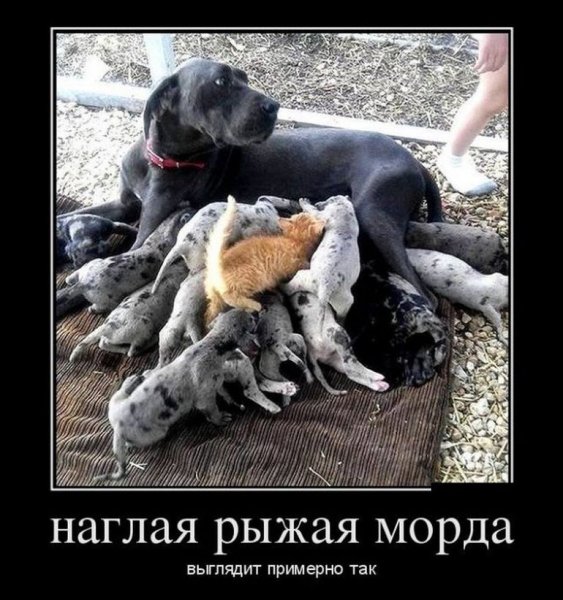 Наглая рыжая морда