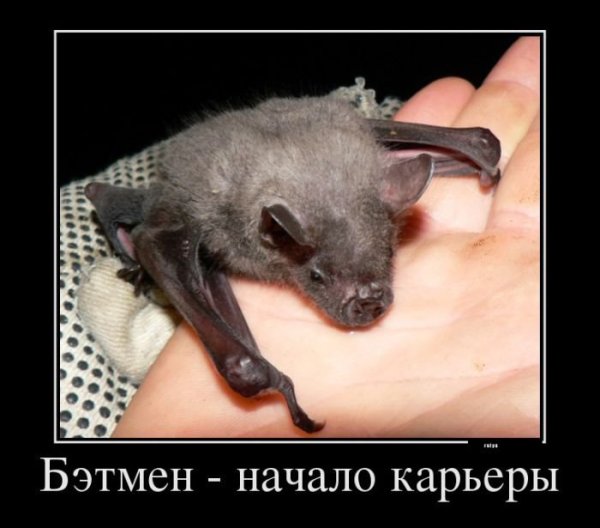 Демотиваторы с животными смешные