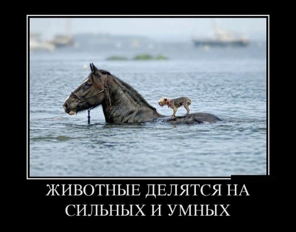 Мотиватор и демотиватор