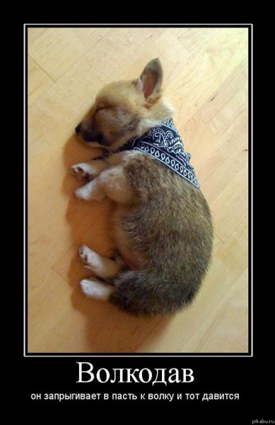 Демотиваторы смешные про животных