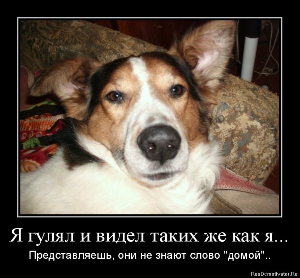 Мотиваторы про собак