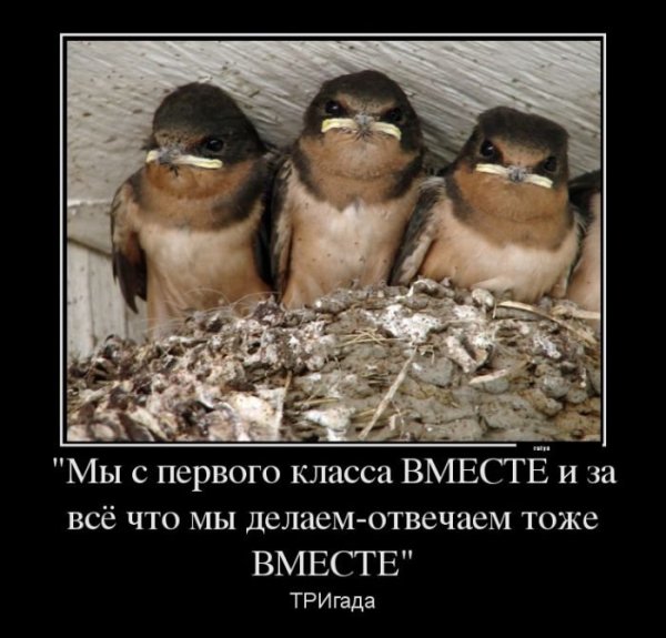 Демотиваторы смешные про животных