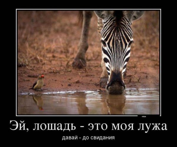 Демотиваторы радости в жизни