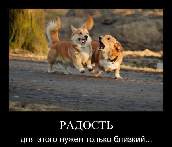 Пример дружбы между животными демотиватор