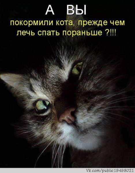 Толстый кот демотиватор
