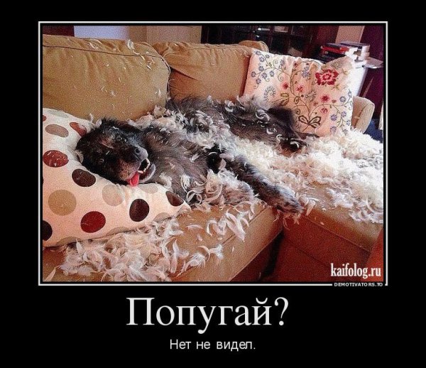 Демотиваторы новые