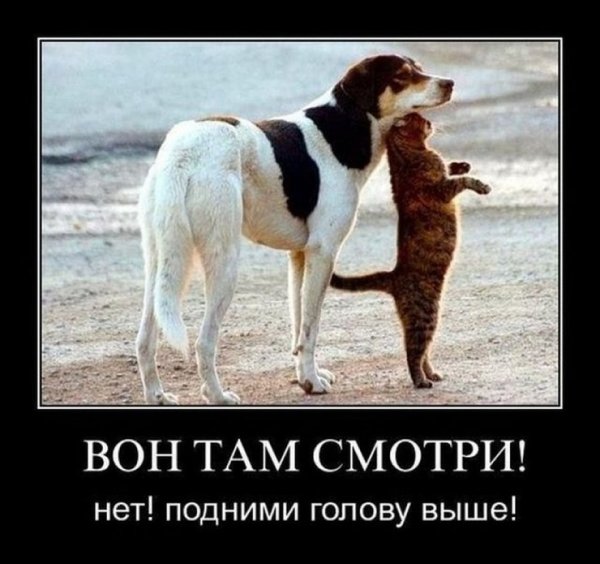 Прикольные демотиваторы про любовь