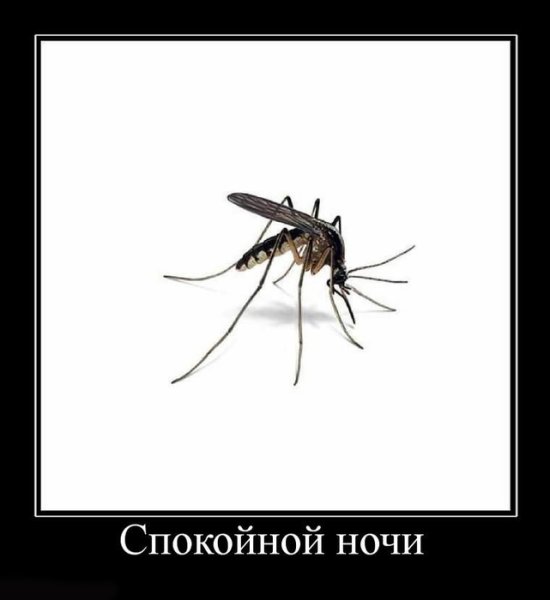 Комар спокойной ночи