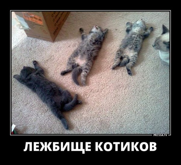 Лежбище котиков прикол