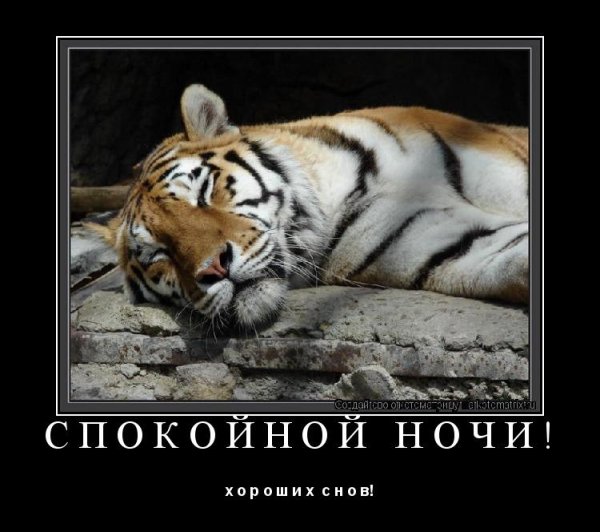 Спокойной ночи тигр