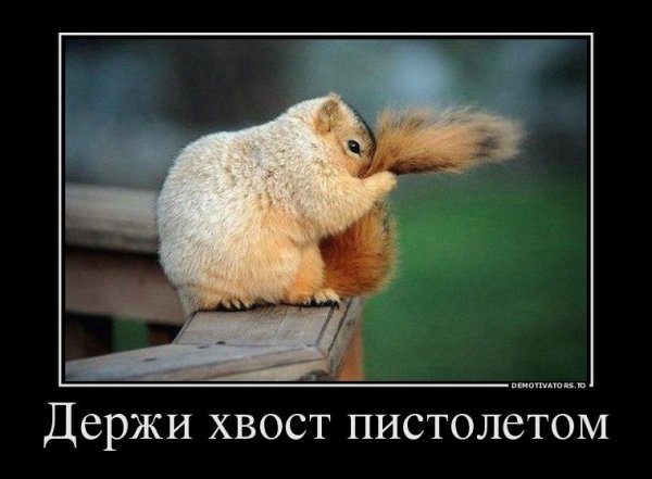 Держать хвост пистолетом