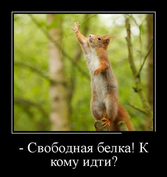 Белочка демотиватор