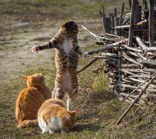 Фотоприколы и демотиваторы